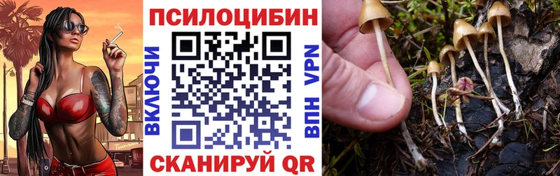 Псилоцибиновые грибы Cubensis  Камышлов 